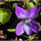 Ein Hain-Veilchen (Viola riviniana) ...
