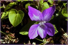 Ein Hain-Veilchen (Viola riviniana) ...