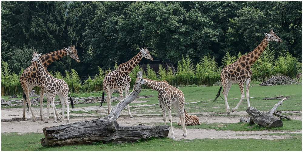 Ein halbes Dutzend Giraffen