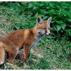 --- Ein Halbstarker Rotfuchs ---- ( Vulpes vulpes )