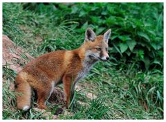 --- Ein Halbstarker Rotfuchs ---- ( Vulpes vulpes )