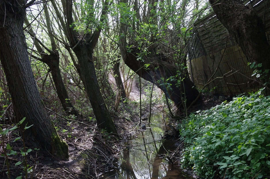 ein halbwegs wilder Bachlauf