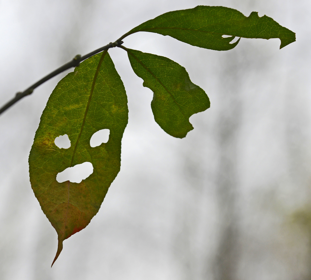 Ein Halloween-Fan muss die Raupe....