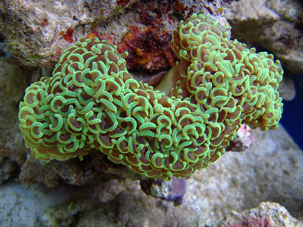 Ein Hammer die Koralle :-)