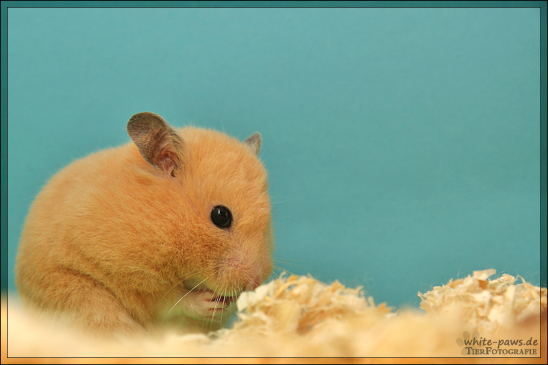 Ein Hamster 2