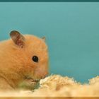 Ein Hamster 2