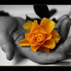 Ein Hand voll Rose