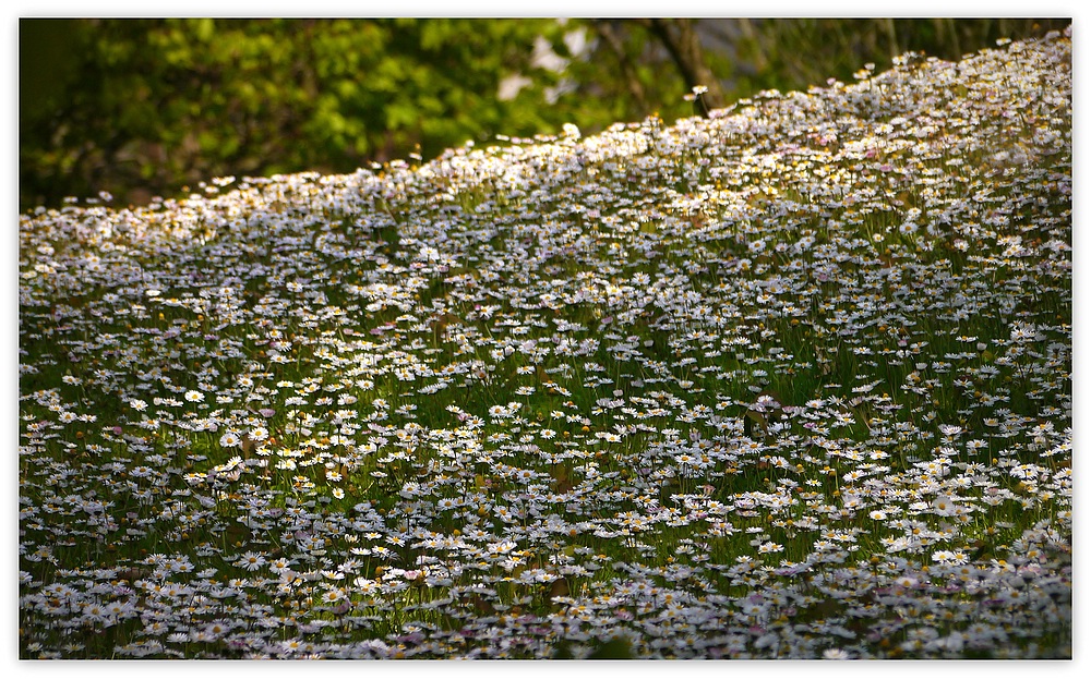 Ein Hang zu Gänseblümchen...