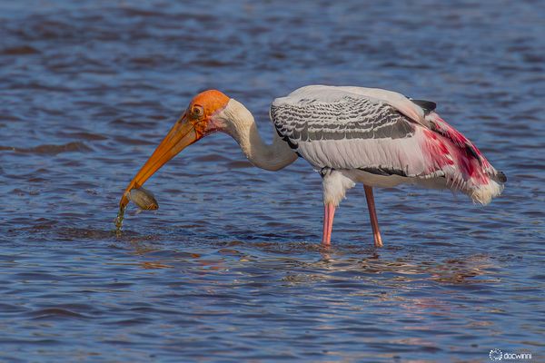 Ein Happen für den Nimmersatt