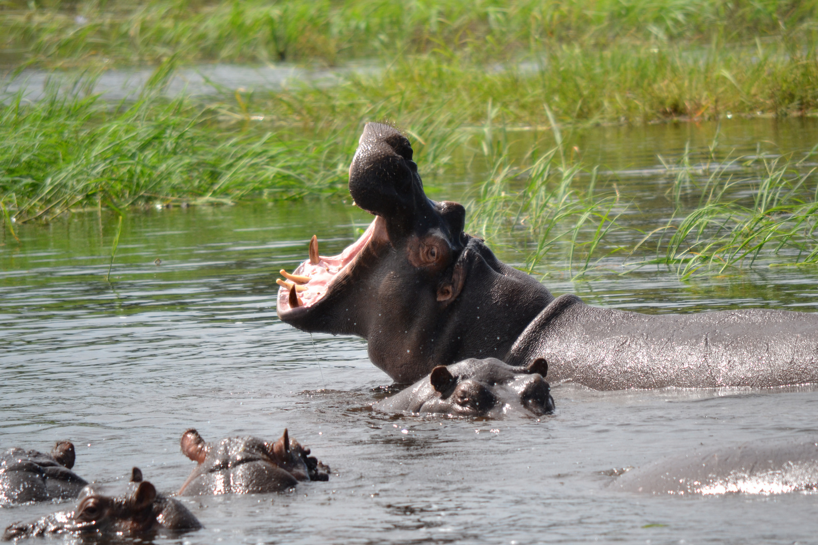 ein Happy Hippo :-)