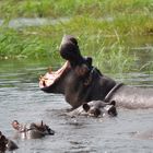 ein Happy Hippo :-)