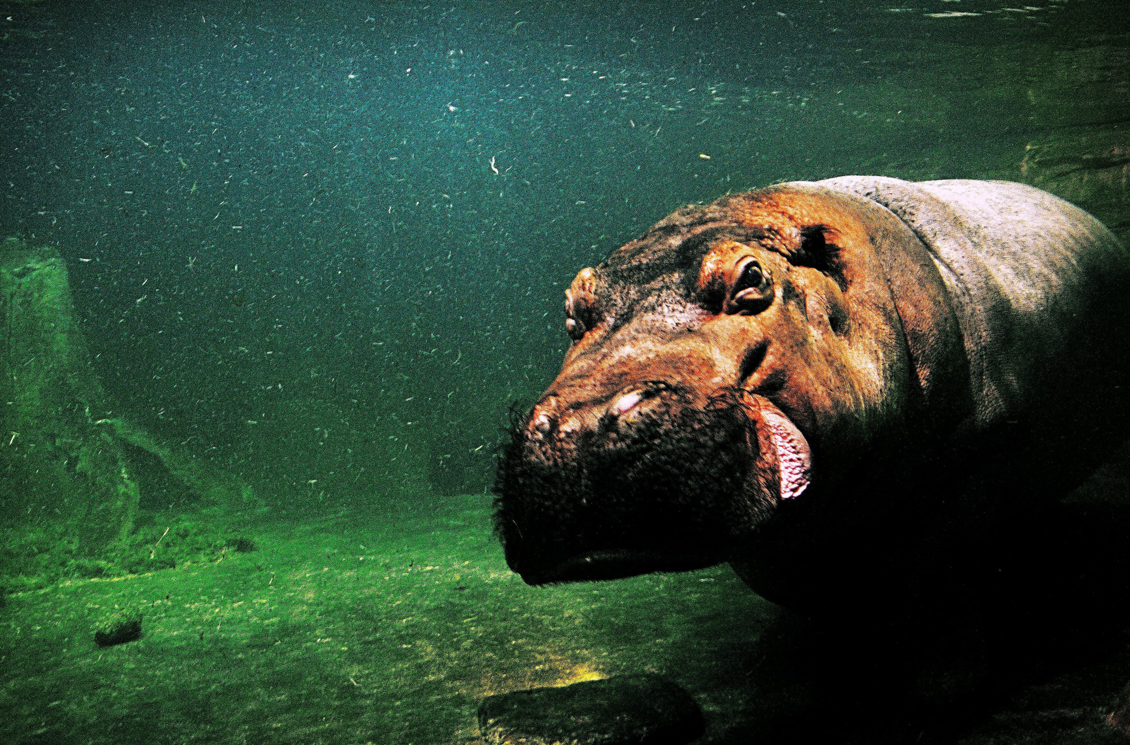 Ein " Happy Hippo" beim Unterwasserrennen in Zeitlupe