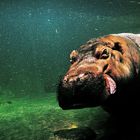 Ein " Happy Hippo" beim Unterwasserrennen in Zeitlupe