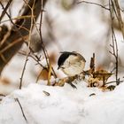 Ein harter Wintertag für die kleine Graumeise.