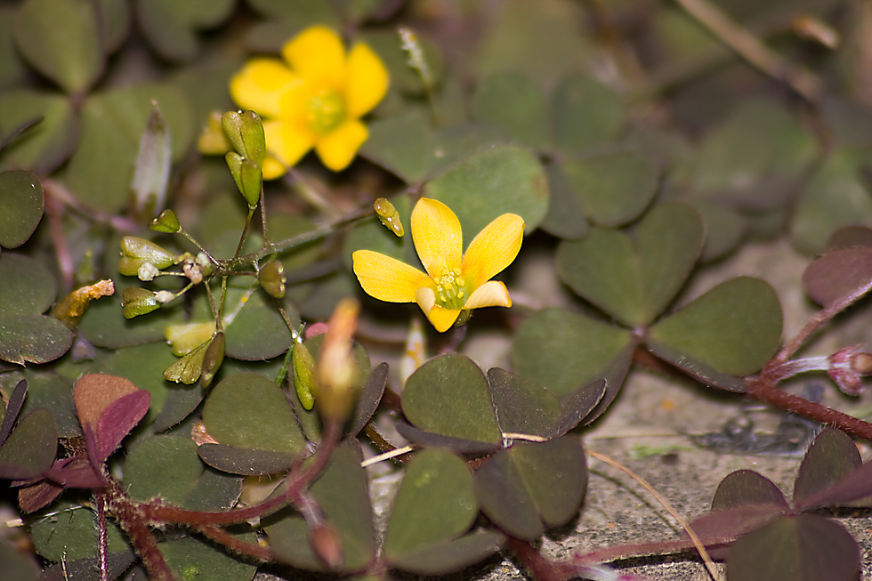 Ein hartnäckiges Unkraut im Rasen... Foto & Bild natur, pflanzen
