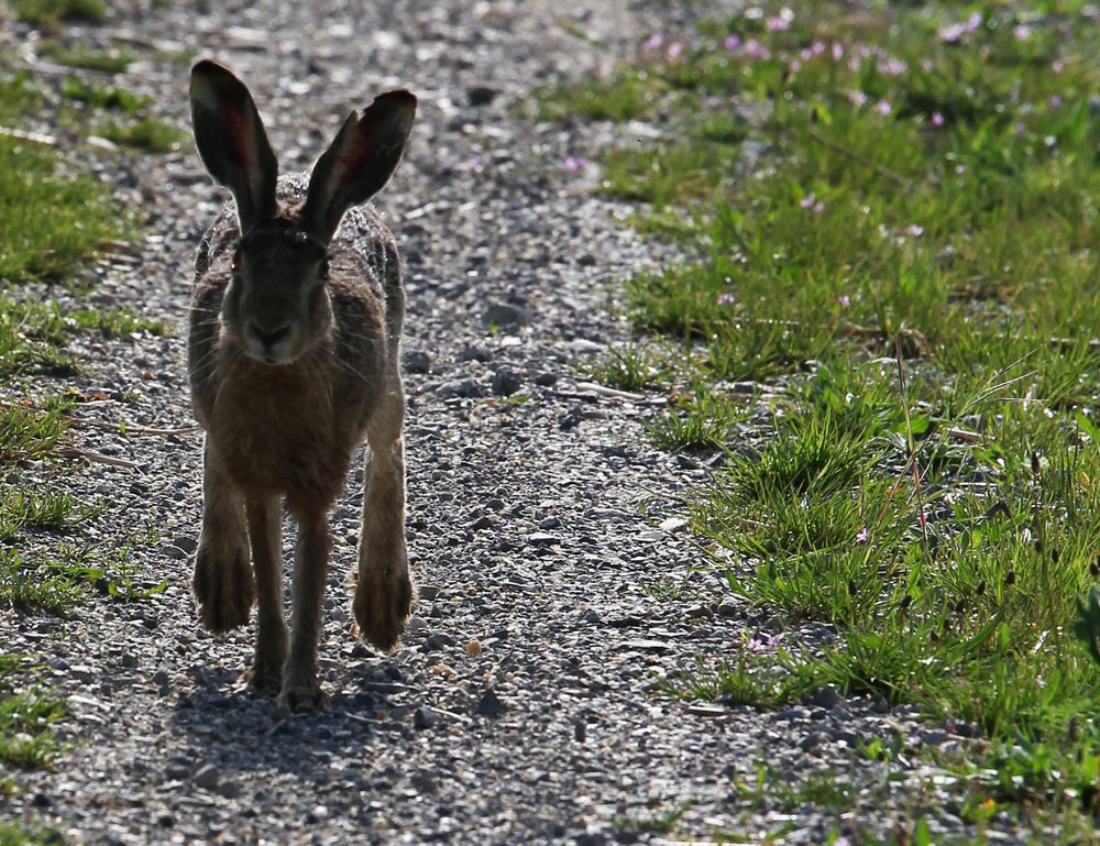 Ein Hase