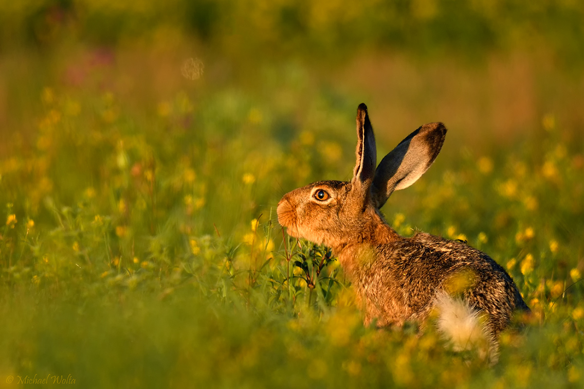 Ein Hase