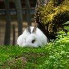 Ein Hase