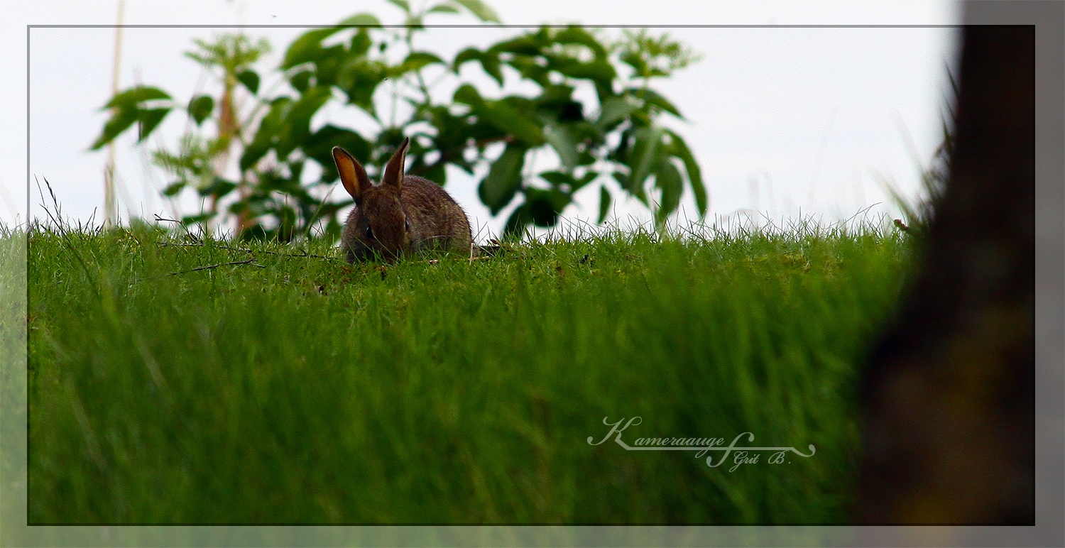 Ein Hase am Ufer