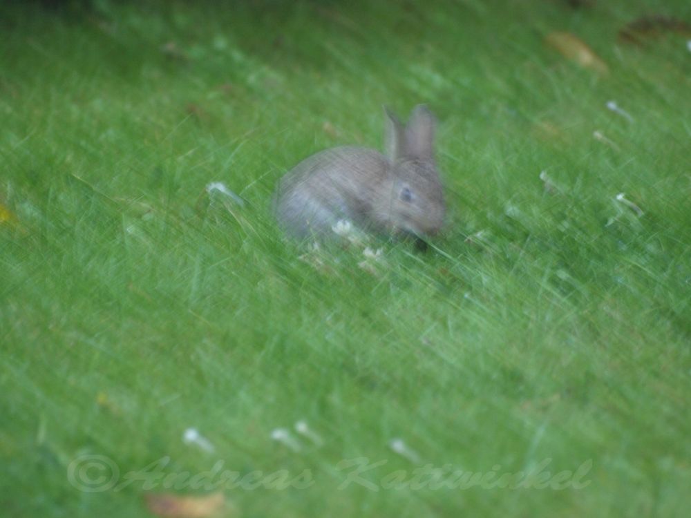 ein Hase