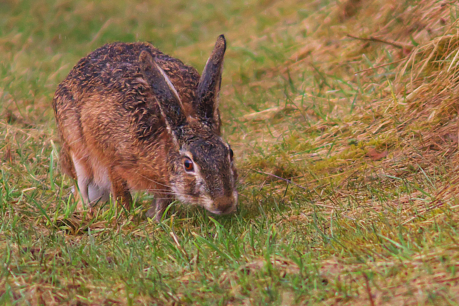 Ein Hase im nassen Fell