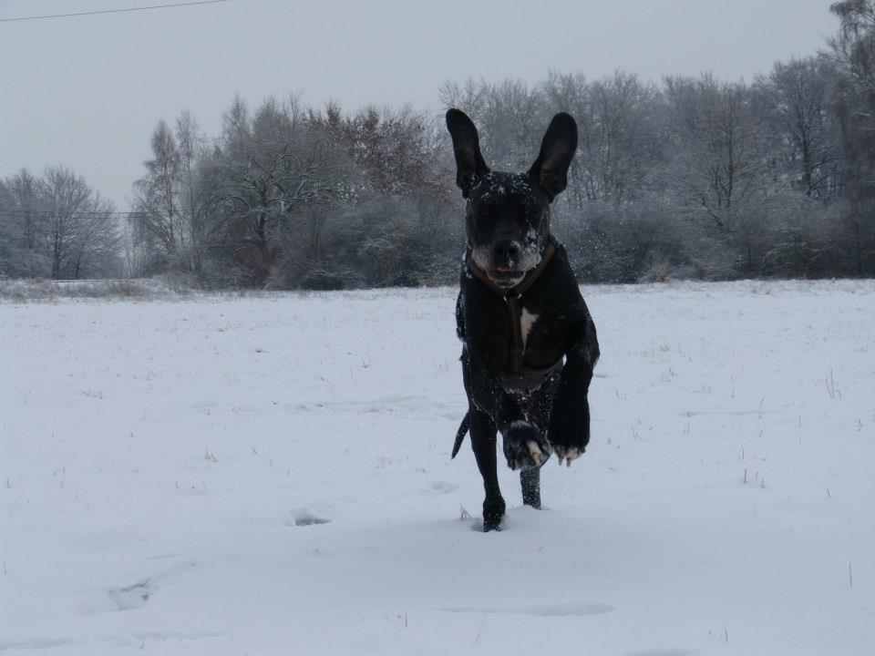 ein Hase im Schnee