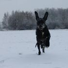 ein Hase im Schnee