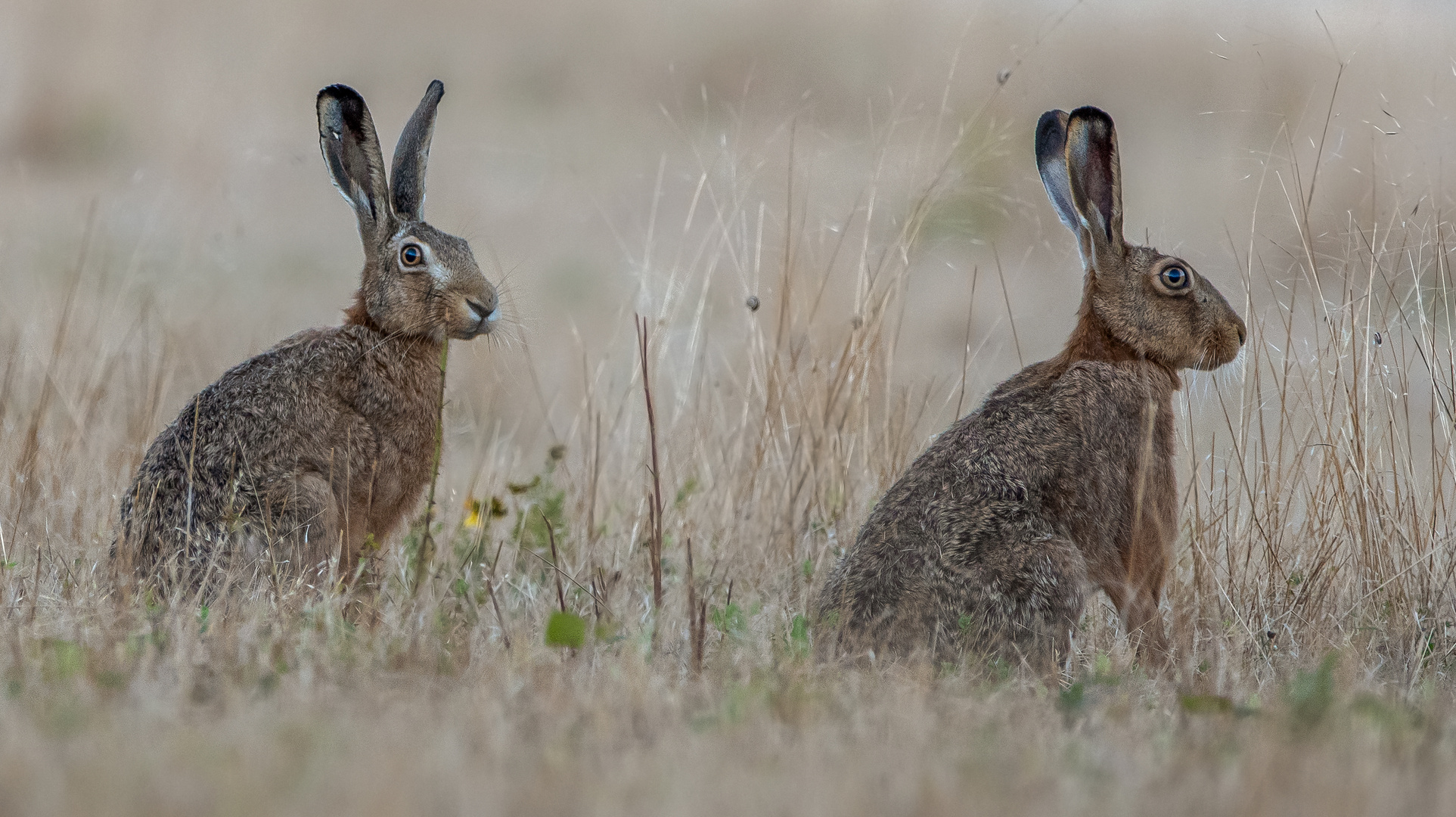 Ein Hase kommt selten allein ....