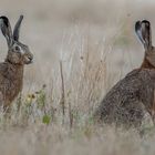 Ein Hase kommt selten allein ....