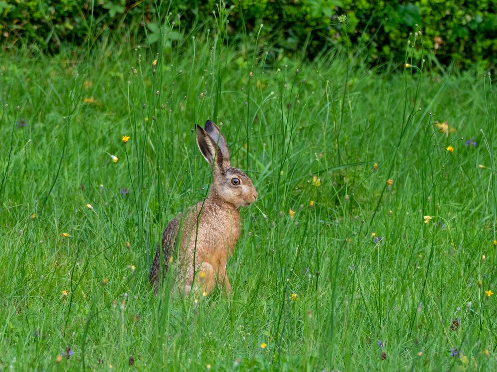 ein Hase lässt sich´s schmecken