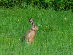 ein Hase lässt sich´s schmecken