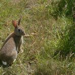 Ein Hase saß im tiefen Gras ...