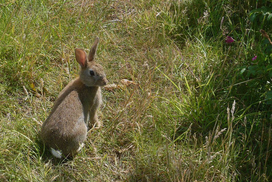 Ein Hase saß im tiefen Gras ...