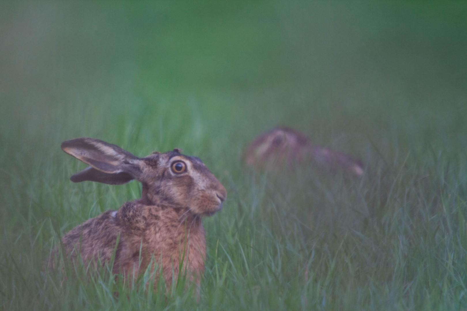 EIn Hase saß im tiefen Tal..