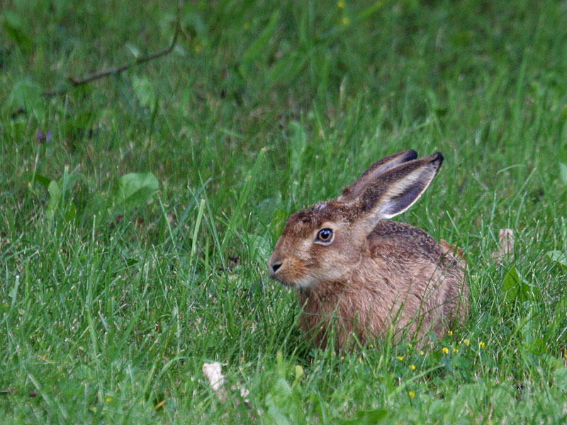 Ein Hase wildlife