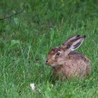 Ein Hase wildlife