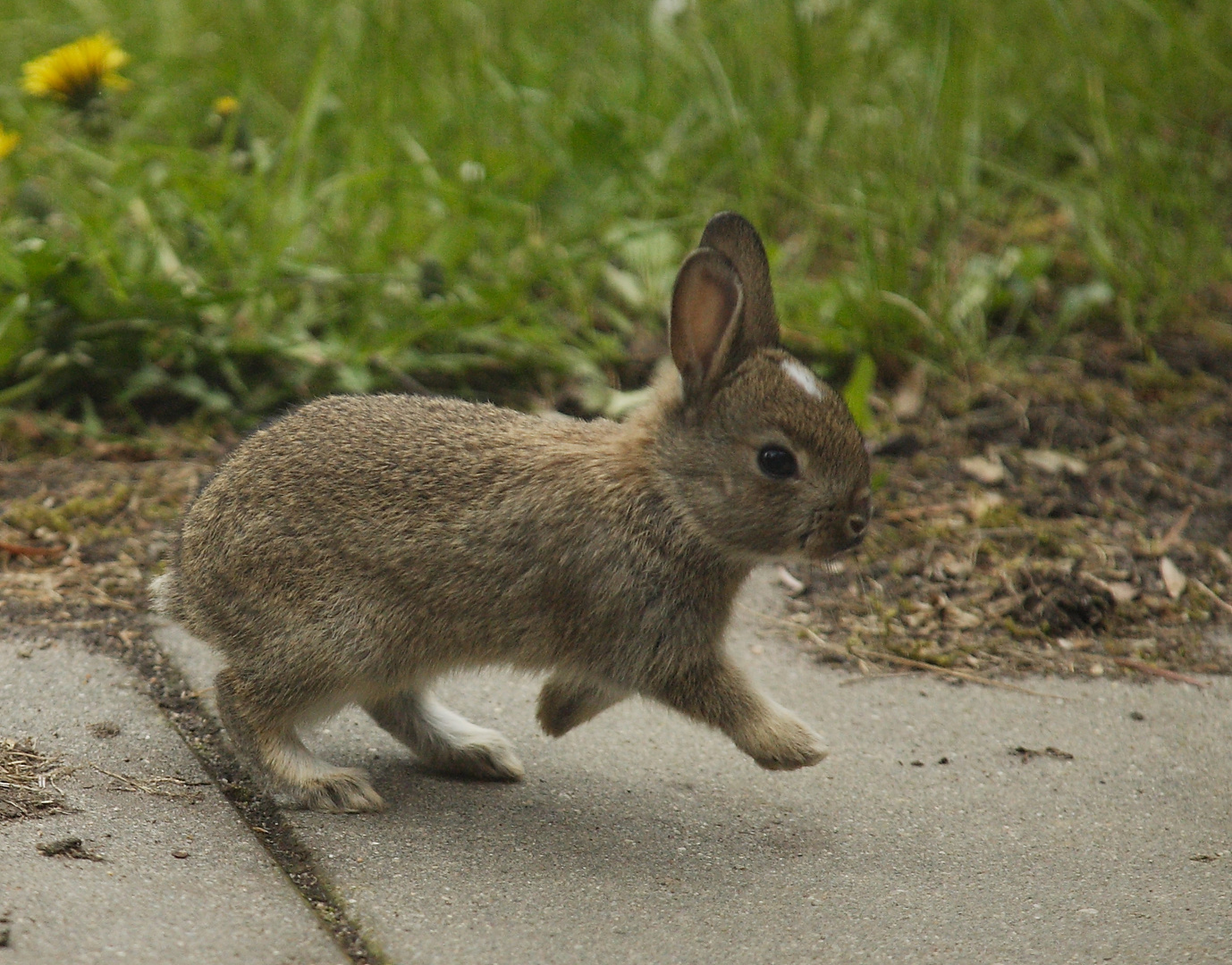 Ein Hasenbaby Foto & Bild tiere, nager, natur Bilder auf