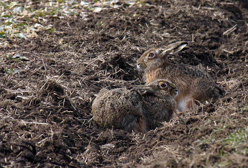 ein Hasenpärchen versteckt sich