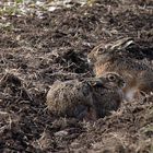 ein Hasenpärchen versteckt sich