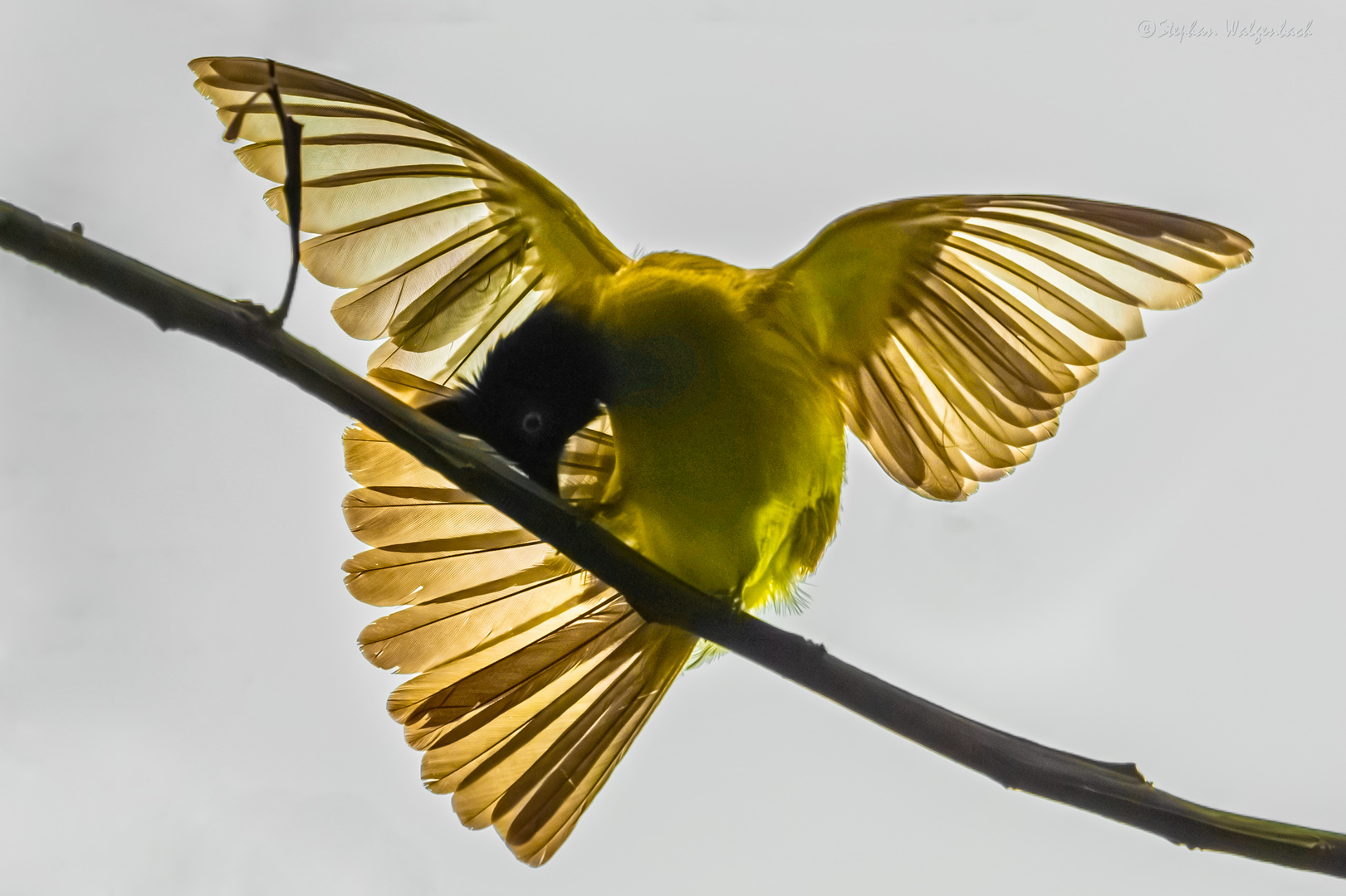 Ein Haubenbülbül (Rubigula flaviventris) in Kambodscha