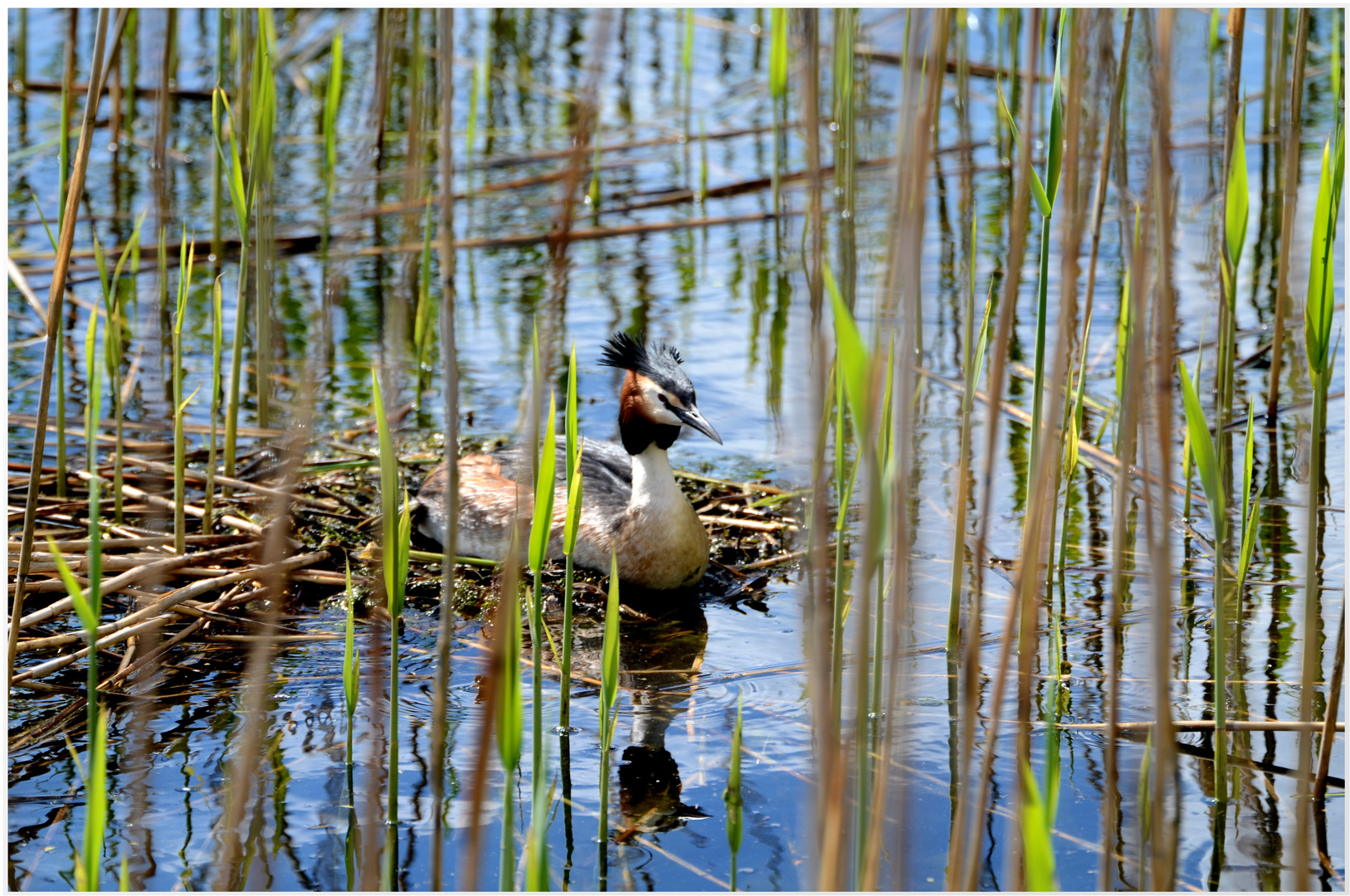 ein Haubentaucher auf dem Nest