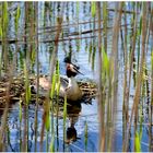 ein Haubentaucher auf dem Nest