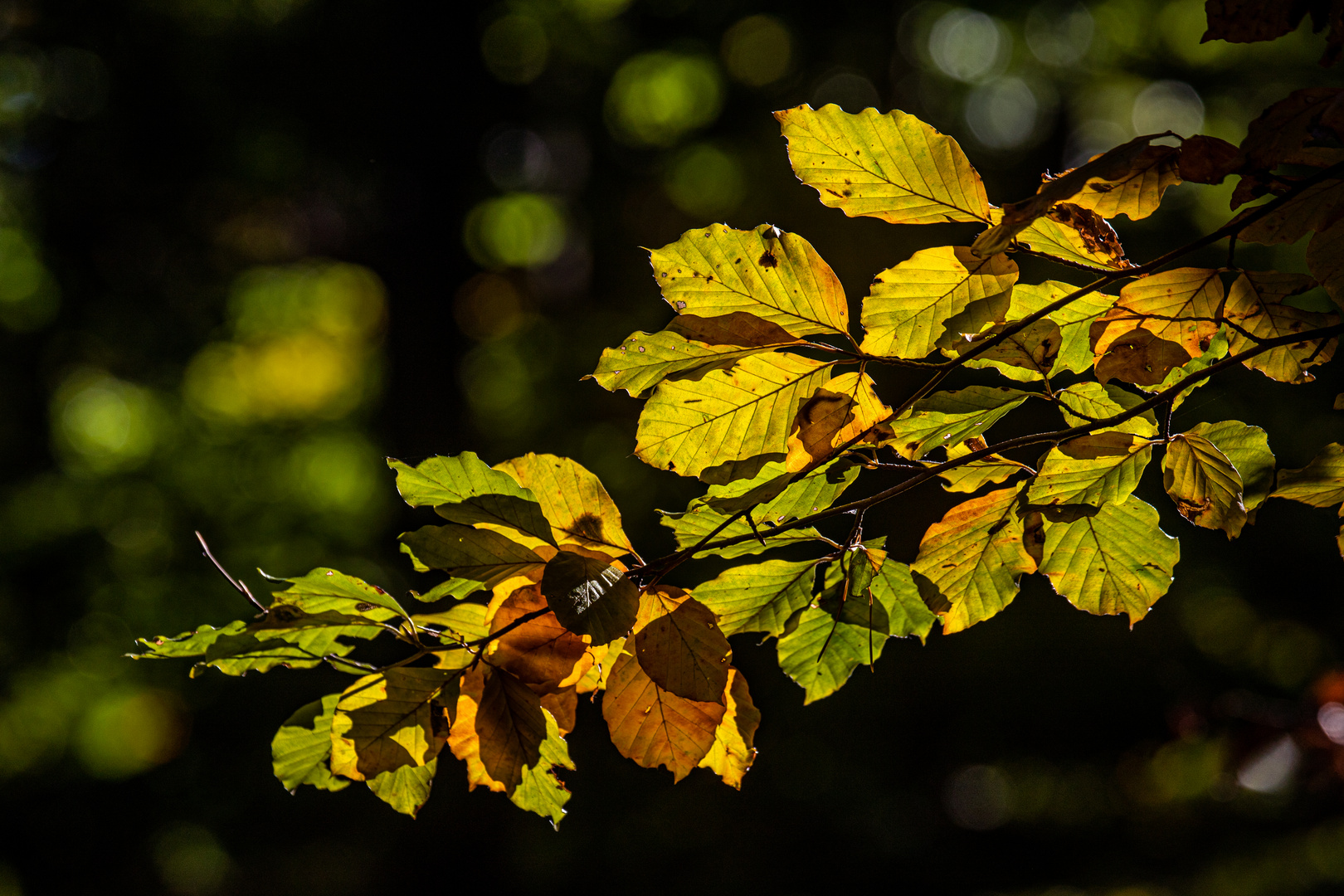 Ein Hauch Foto & Bild pflanzen, pilze & flechten, bäume, jahreszeiten