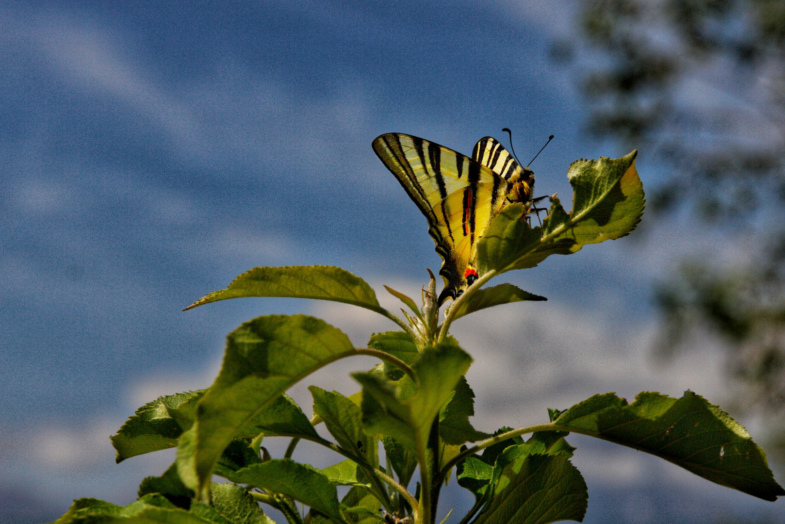 Ein Hauch