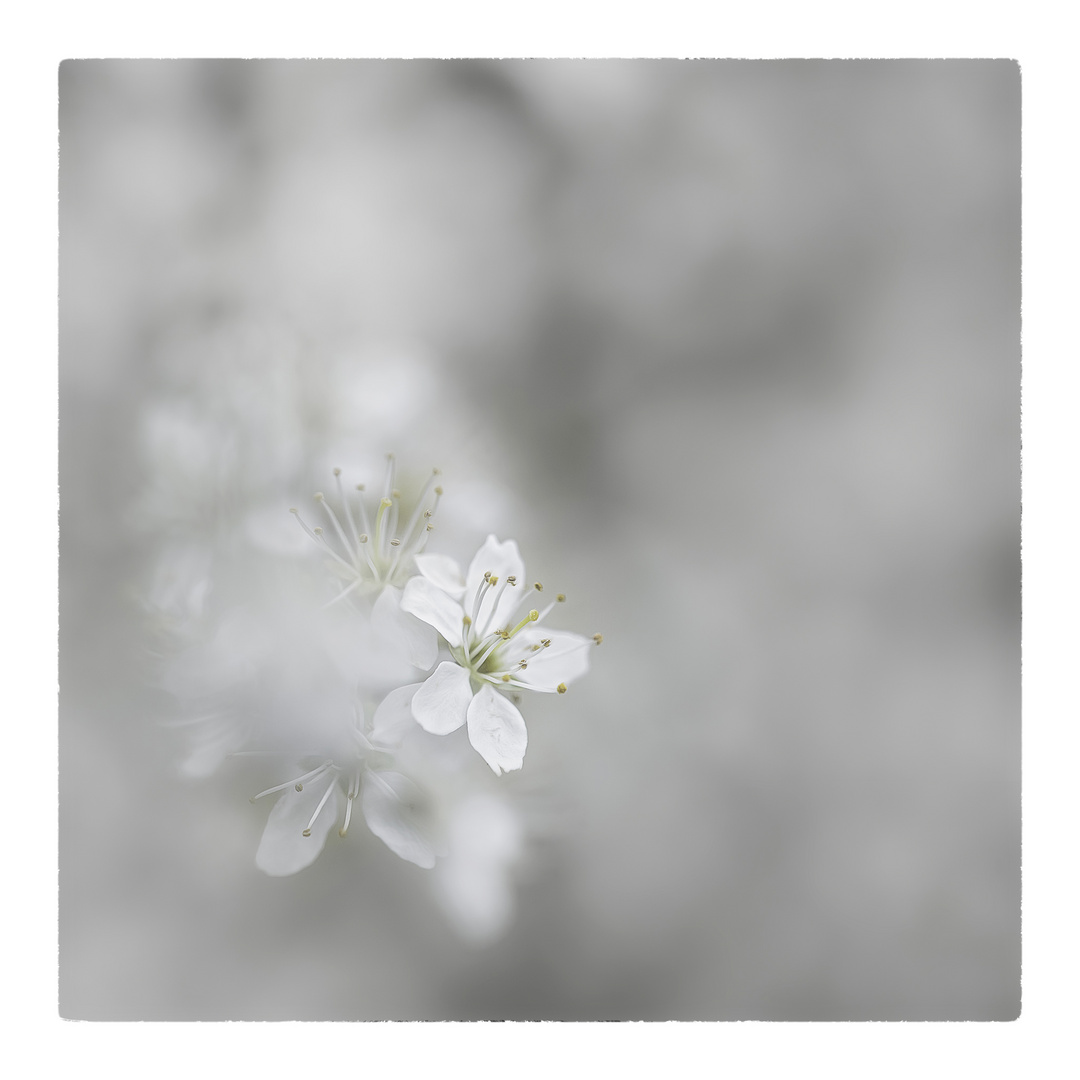 ein Hauch Foto & Bild baum, licht, frühling Bilder auf