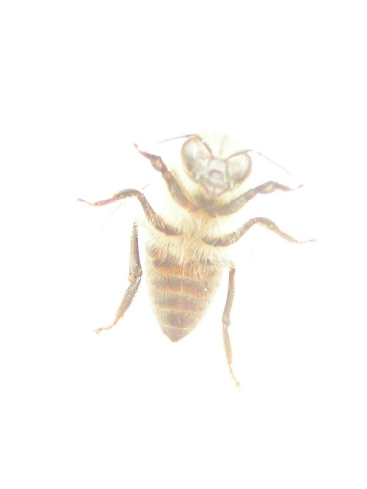 Ein Hauch Biene am Fenster