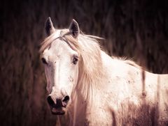 Ein Hauch Camargue