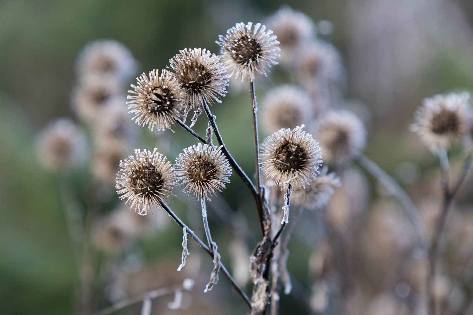 Ein Hauch Frost