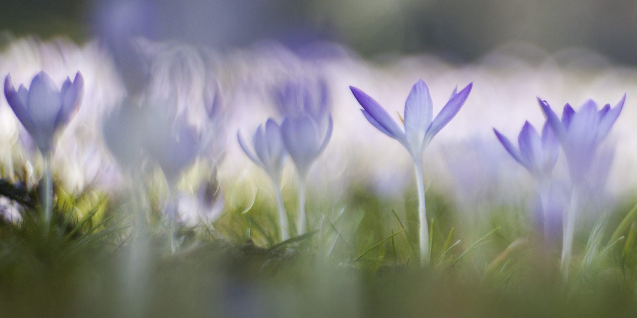 ein Hauch Frühling