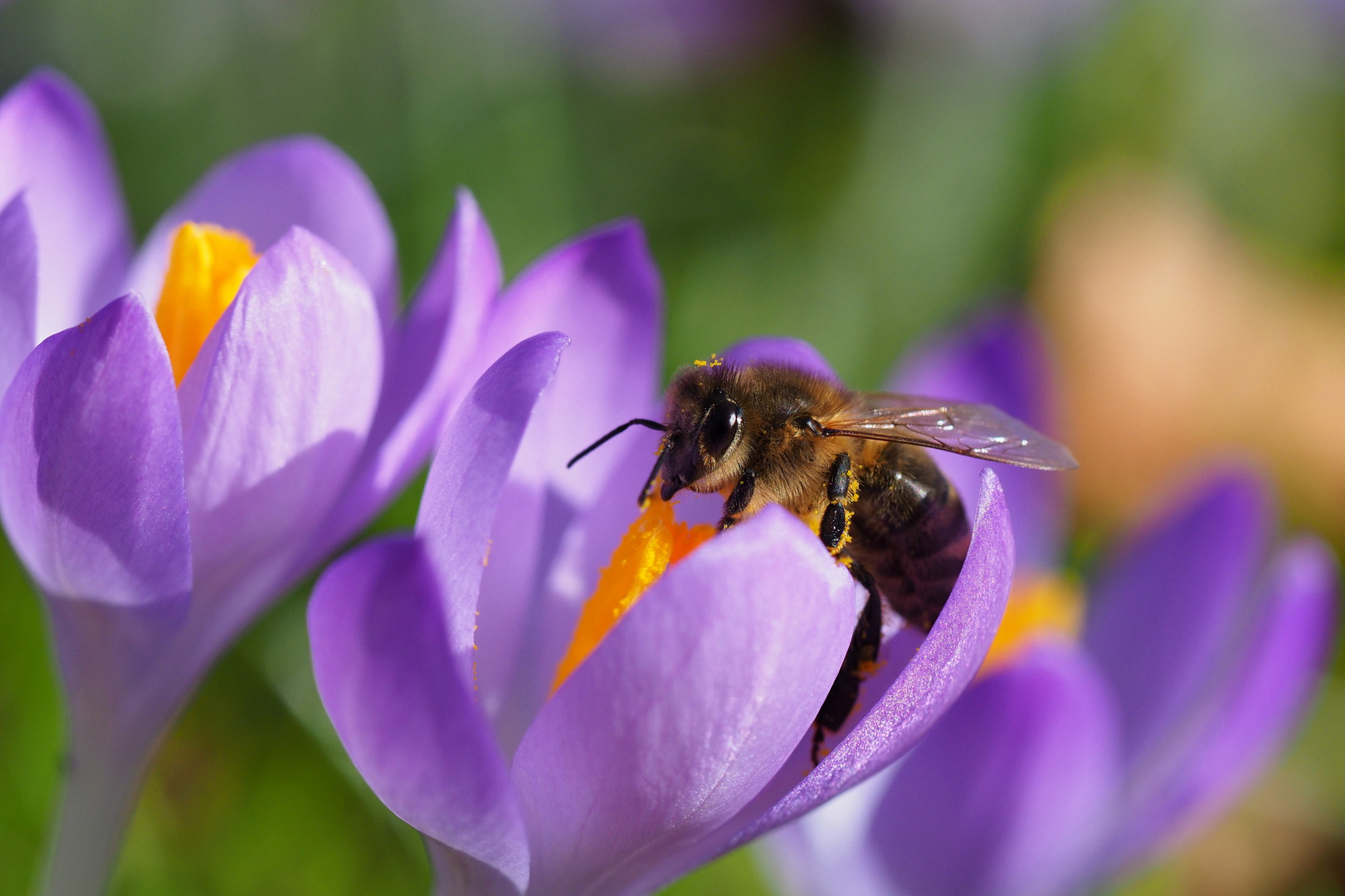 Ein Hauch Frühling